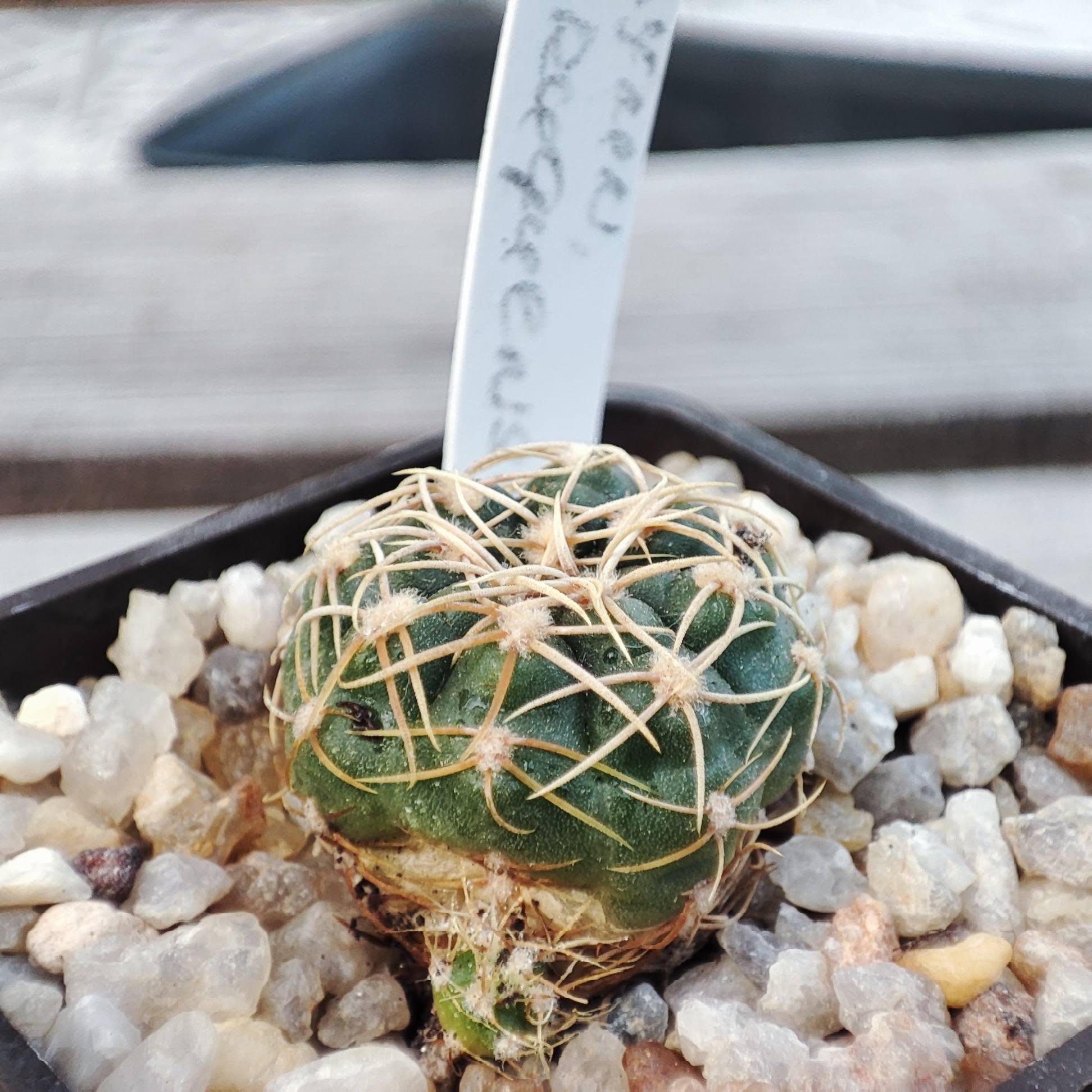 gymnocalycium uruguayense yellow flower