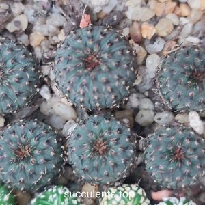 Frailes asteroides