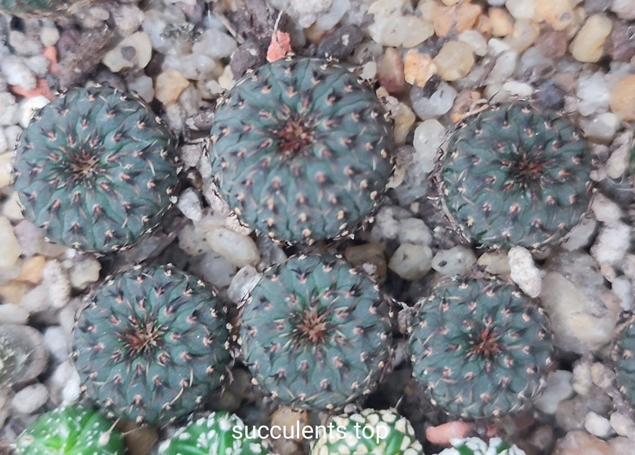 Frailes asteroides