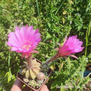 Echinopsis subdenudatum rose Зразок продаються дітки
