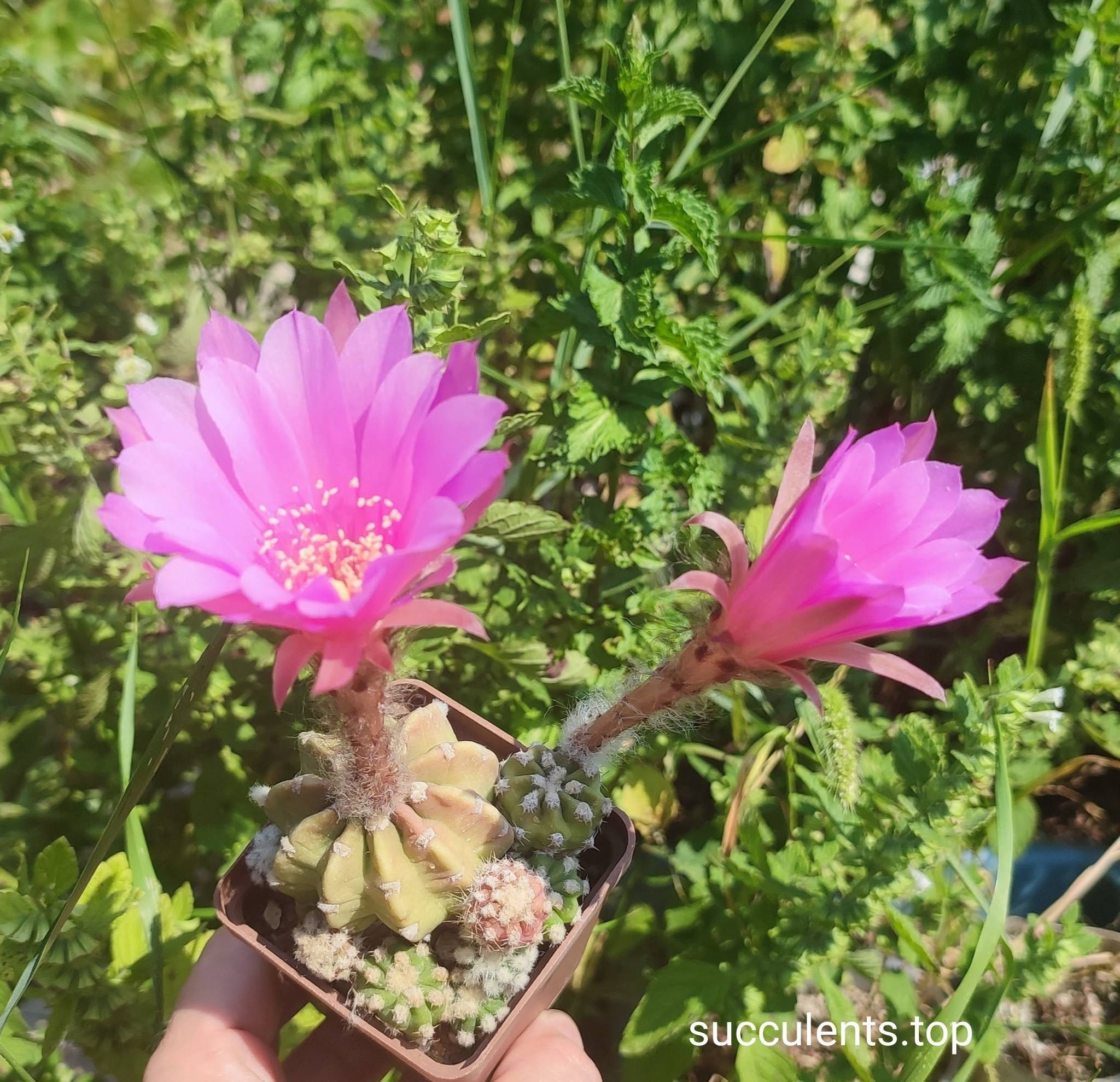 Echinopsis subdenudatum rose Зразок продаються дітки