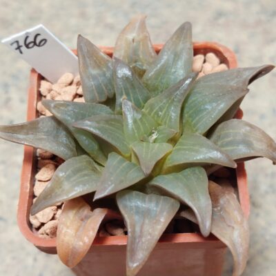 766 Haworthia mutica JDV90-1