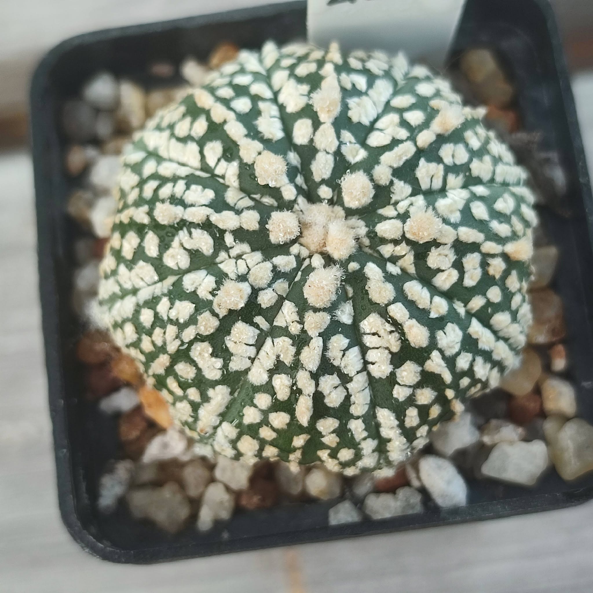Astrophytum super kabuto selection