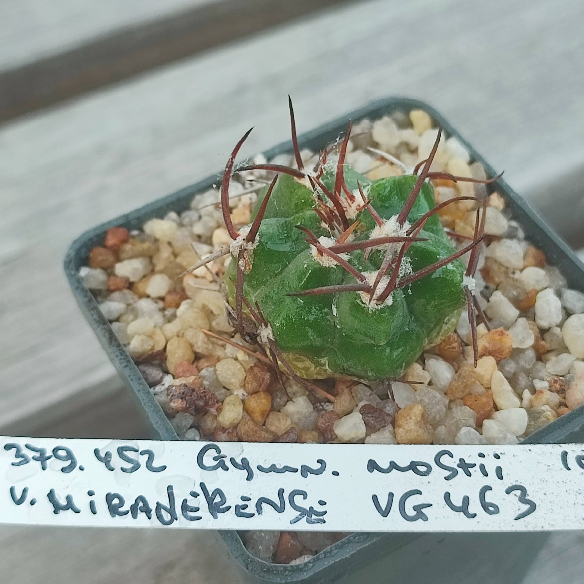 gymnocalycium mostii VG463