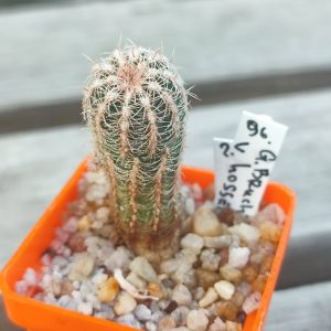 Gymnocalycium bruchii hossei