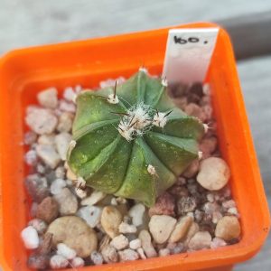Astrophytum hybrid