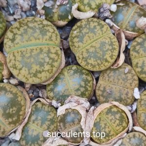 Lithops aucampiae cv Jackson's Jade
