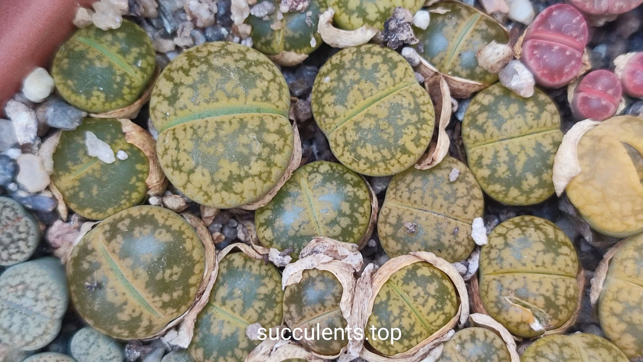 Lithops aucampiae cv Jackson's Jade