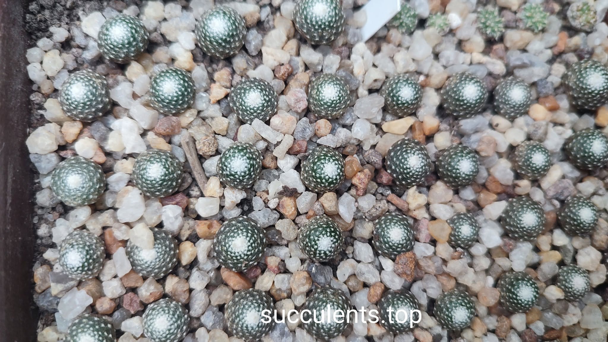 Blossfeldia subterranea d=0,5cm
