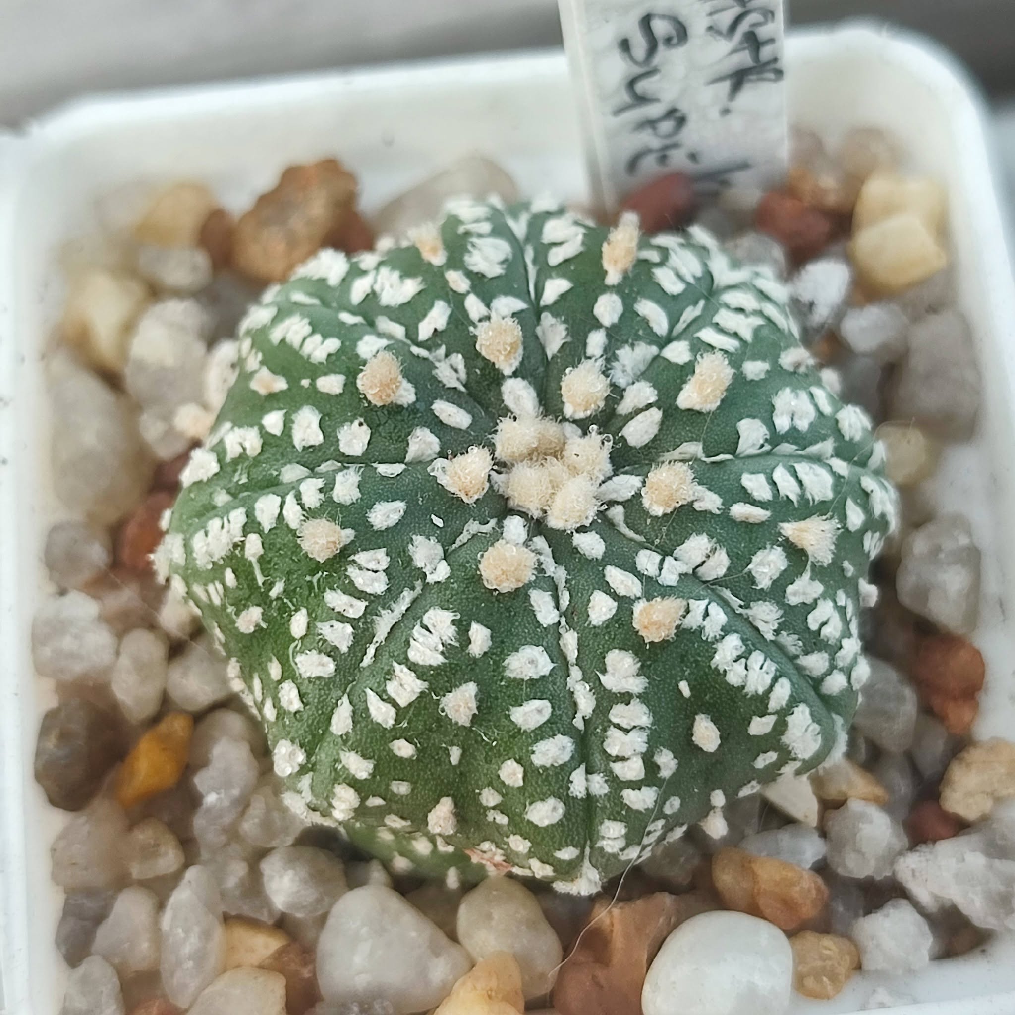 astrophytum super kabuto miracle