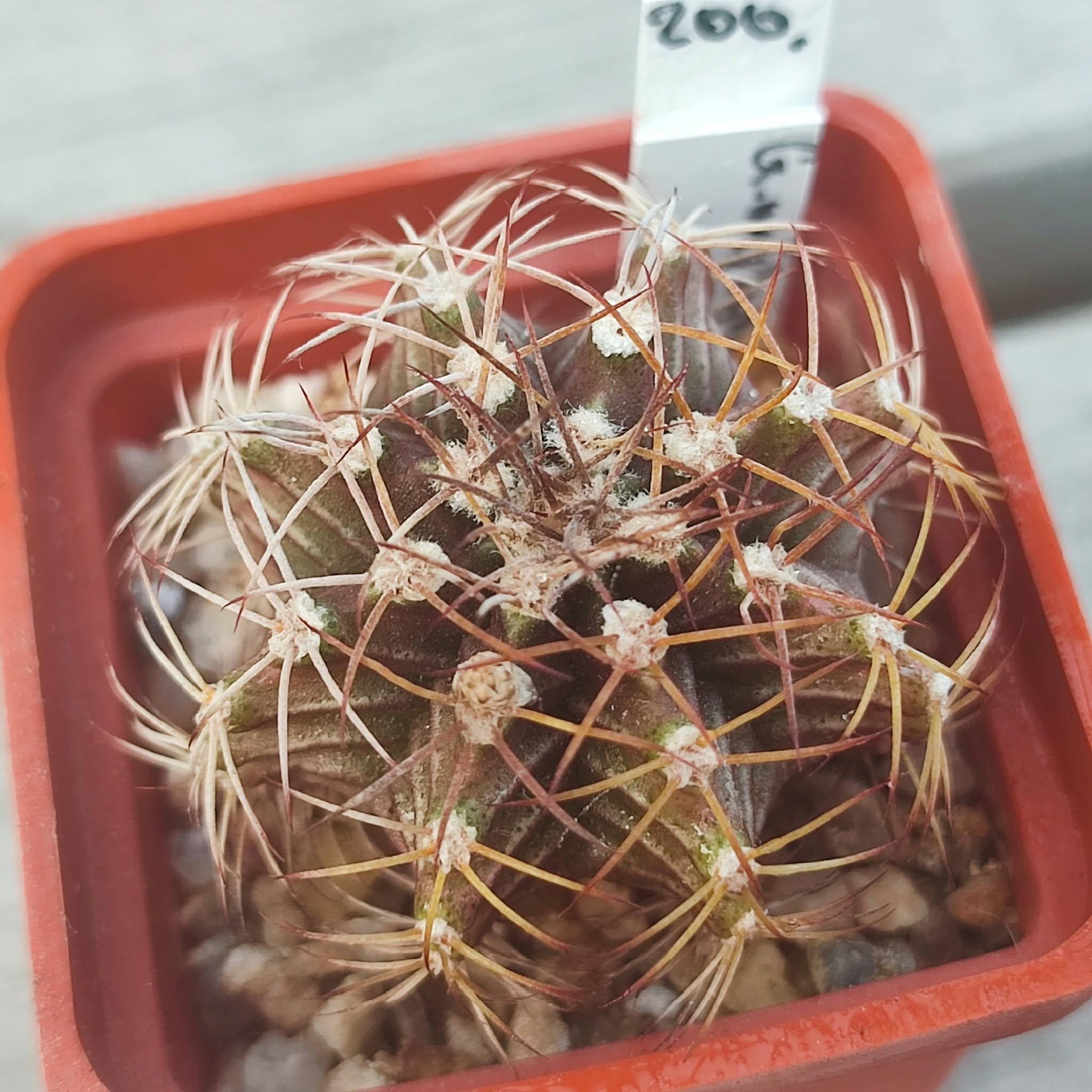 Gymnocalycium mihanovichii albiflorum
