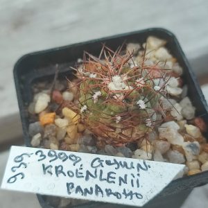 gymnocalycium kroenlenii