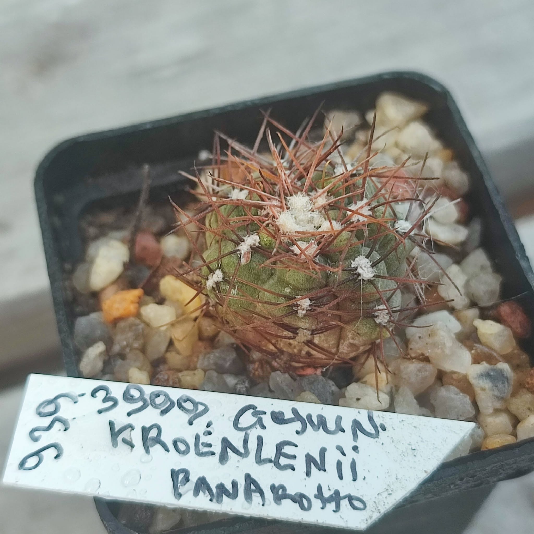 gymnocalycium kroenlenii