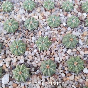 Aztekium ritteri  d=1,5cm