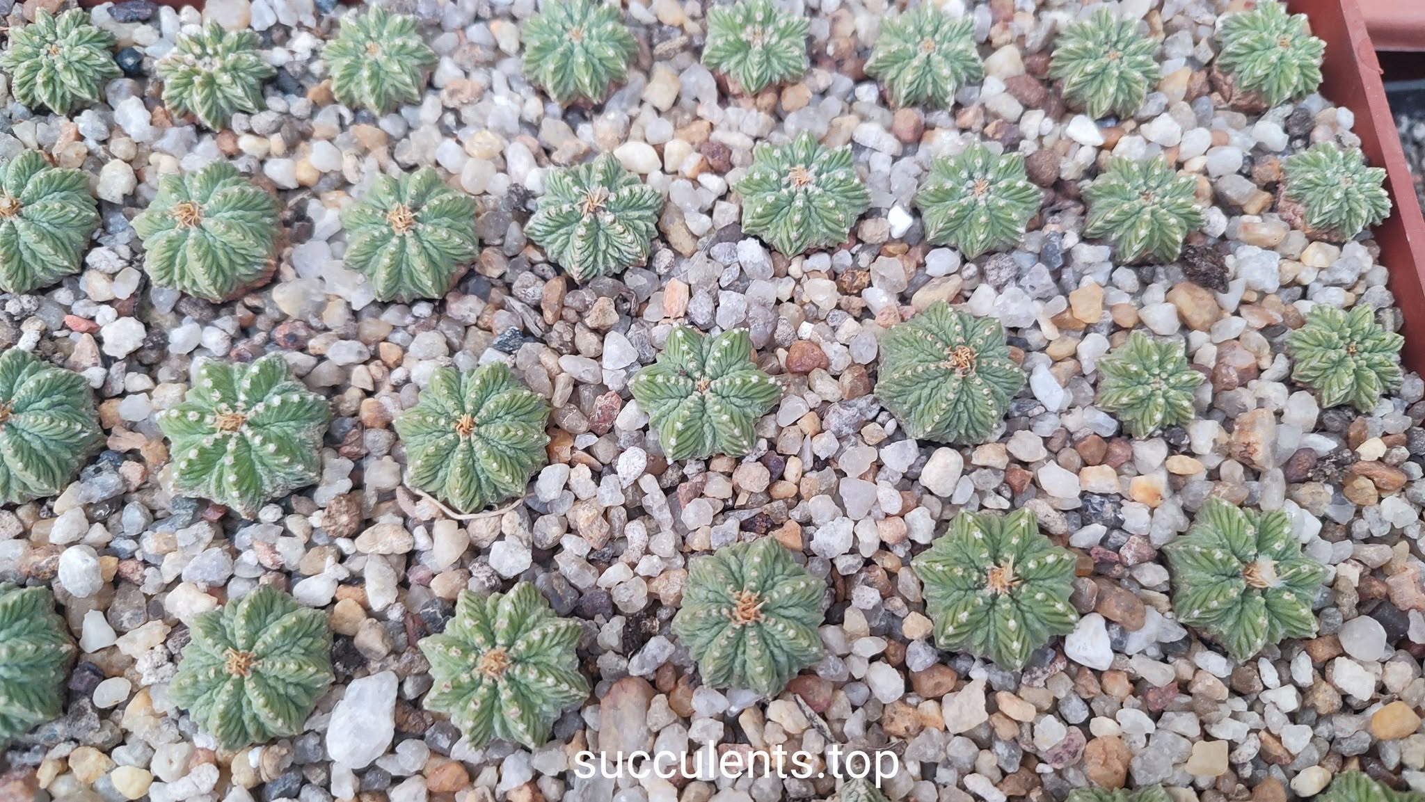 Aztekium ritteri  d=1,5cm