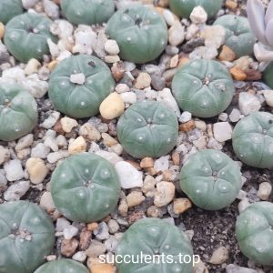 Lophophora williamsii
