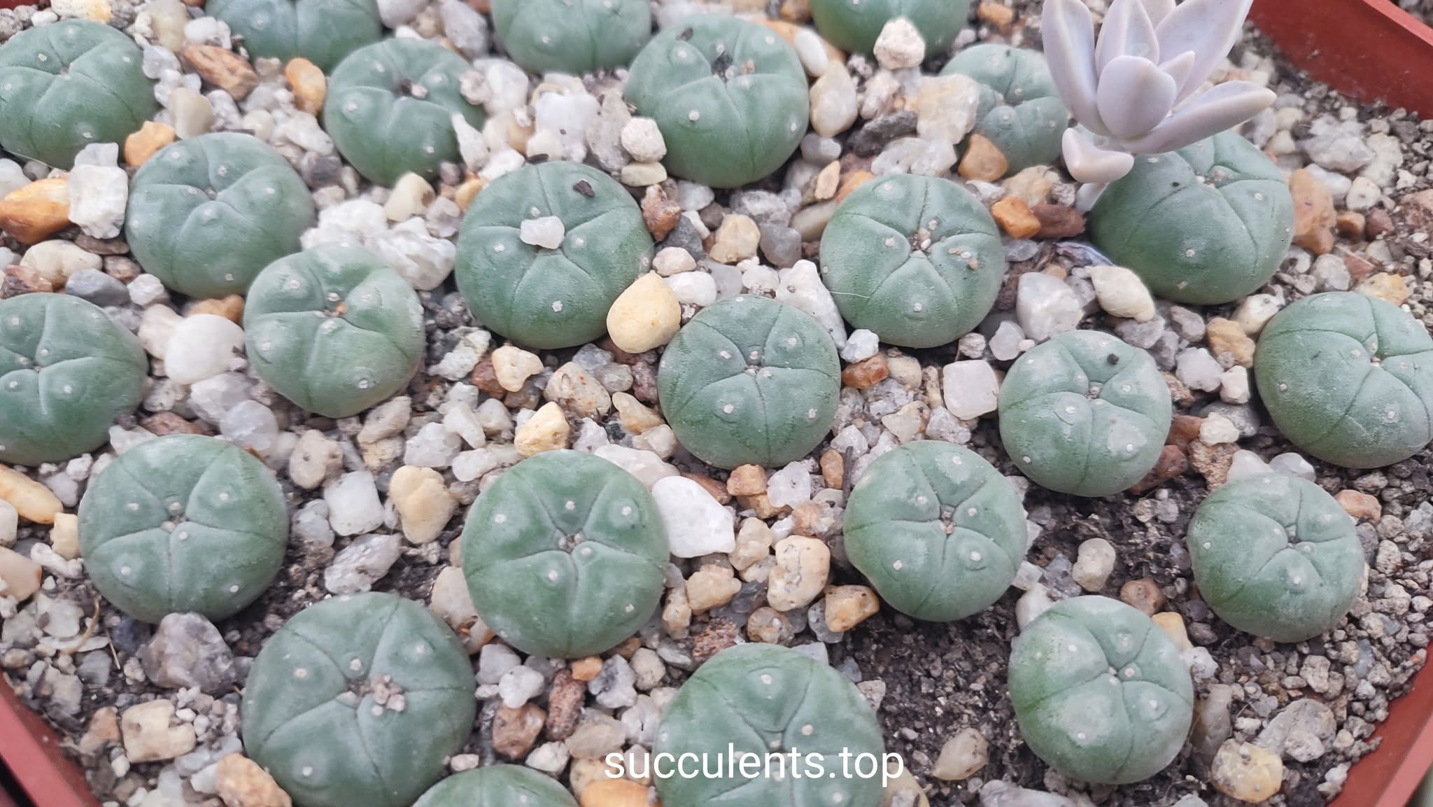Lophophora williamsii