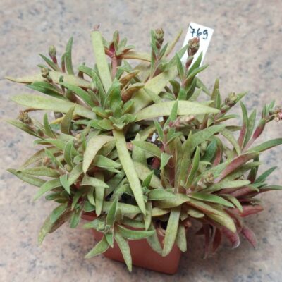 769 Crassula schmidtii  весь горщик