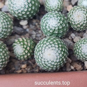 strombocactus jarmilae