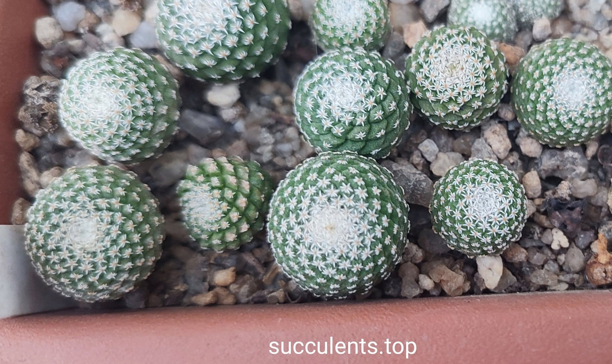 strombocactus jarmilae