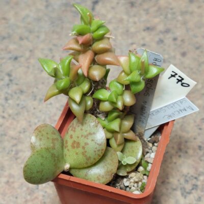 770 Anacampseros+ Adromischus весь горшик