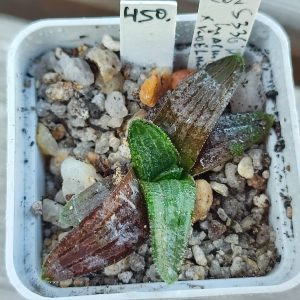 haworthia koelmaniorum var mcmurtry x koelmaniorum
