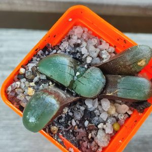 haworthia springbokvlakensis