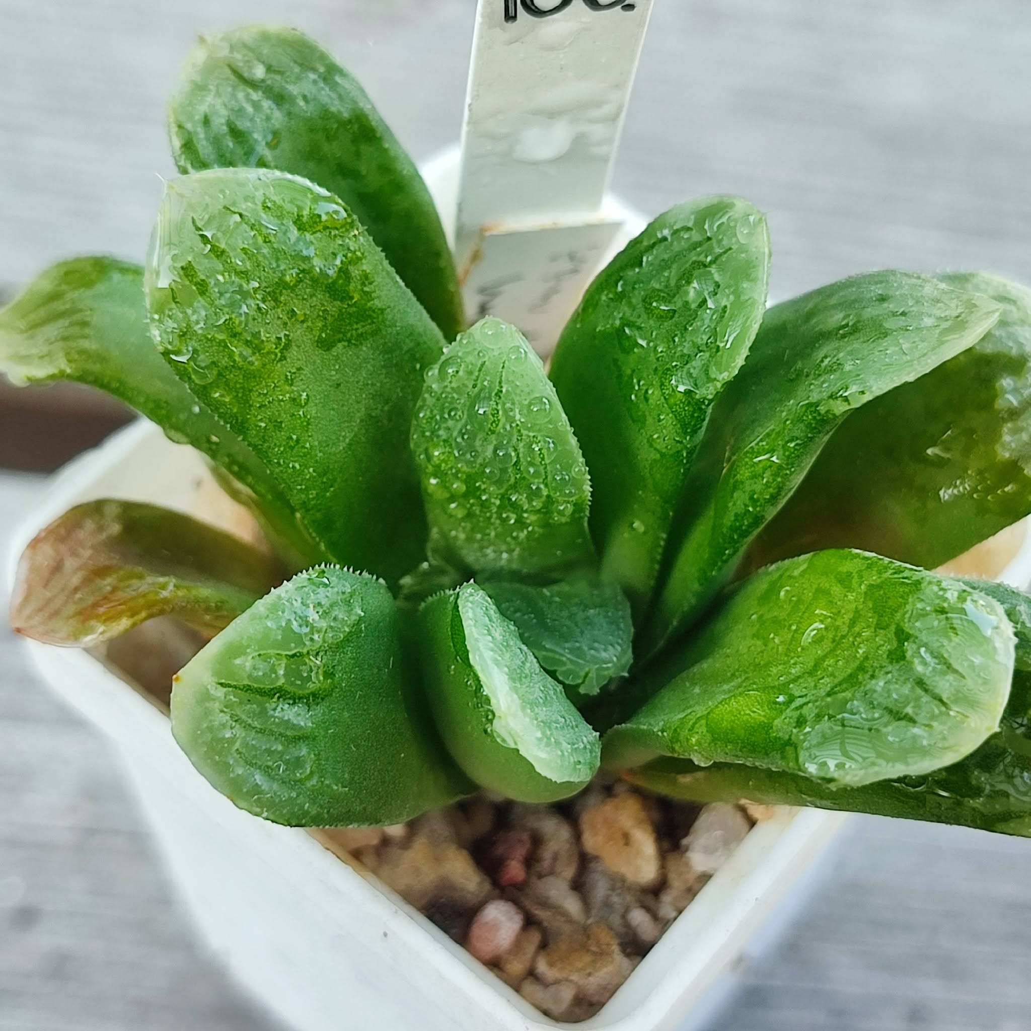 Haworthia truncata hybrid