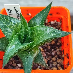 Haworthia tessellata nice clone