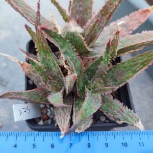 Aloe A75 Пагін з цієї рослини