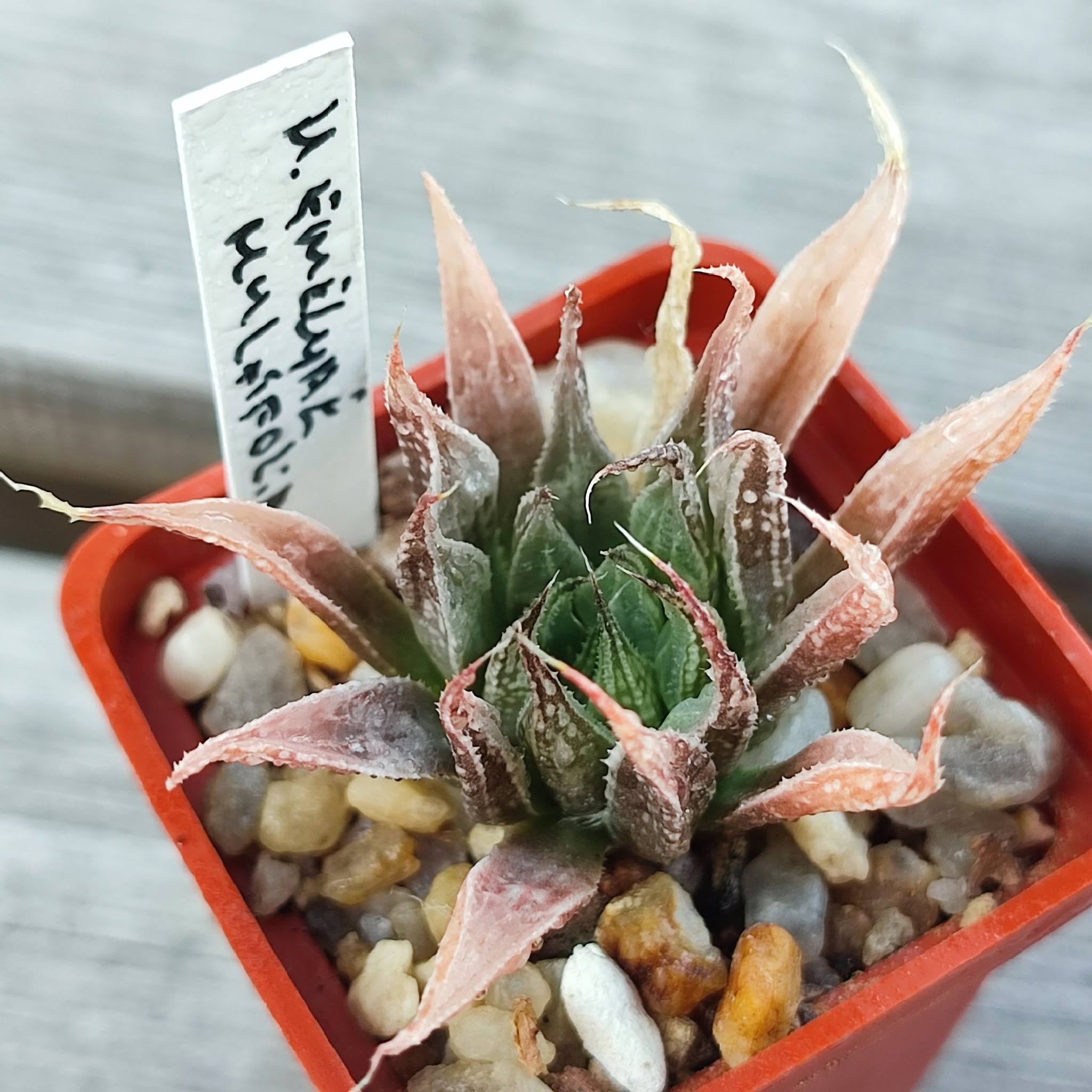 Haworthia emelyae multidolia