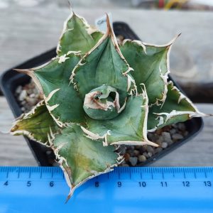 Agave titanita Kyoto