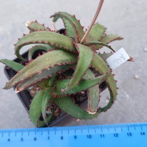 Aloe A66  Пагін з цієї рослини
