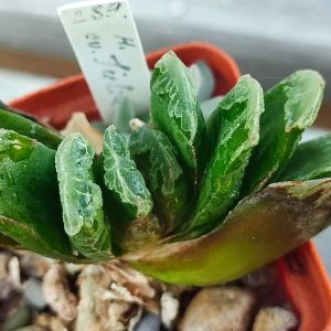 Haworthia truncata hybrid