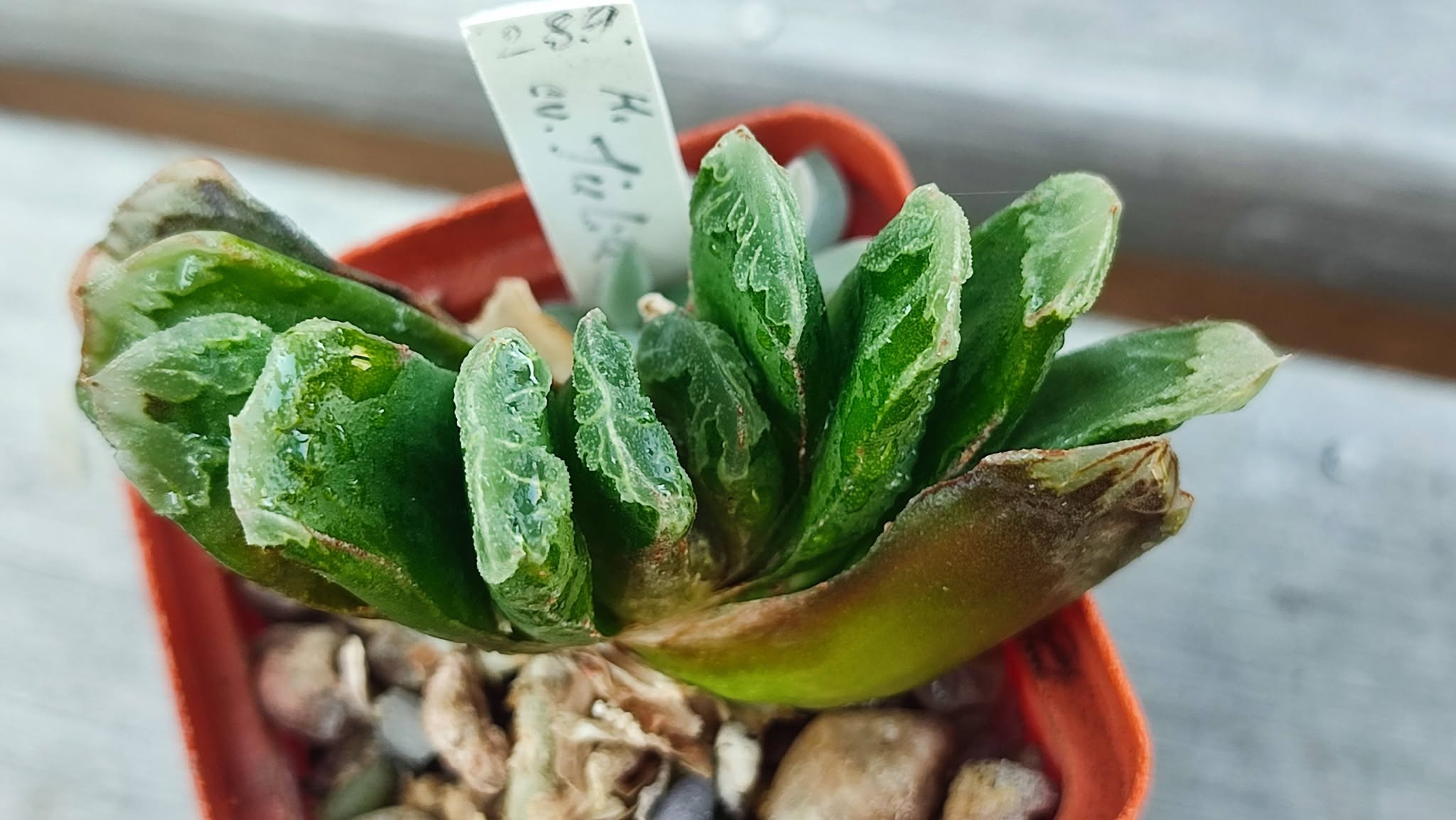Haworthia truncata hybrid
