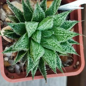 Haworthia selection