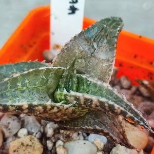 Haworthia tessellata selection