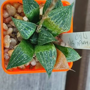 Haworthia magnífica splendens ПАР сіянець