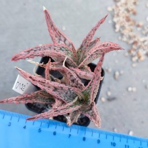 Aloe S16  Пагін з цієї рослини