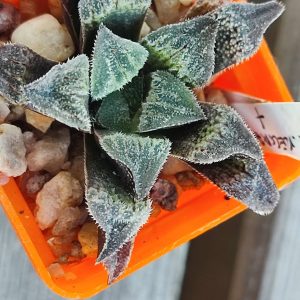 Haworthia kegazato X haw