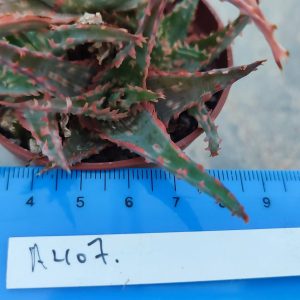 Aloe A407  Пагін з цієї рослини що на фото