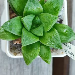 Haworthia emelyae x retusa