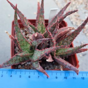 Aloe A86 Пагін з цієї рослини