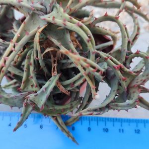 aloe castilloniae Пагін з цієї рослини