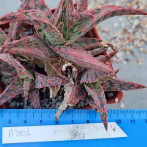 Aloe A301  Пагін з цієї рослини
