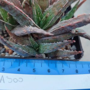 Aloe A300  Пагін з цієї рослини що на фото