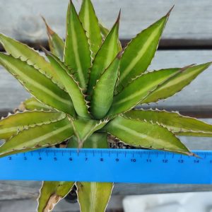 agave lophantha splendida