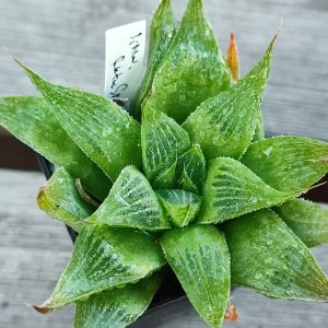 Haworthia retusa