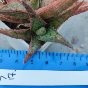 Aloe S17 Пагін з цієї рослини