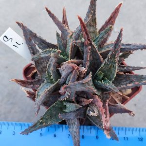 Aloe S11  Пагін з цієї рослини